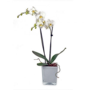Orquídea Phalanópsia em Jarra Premium